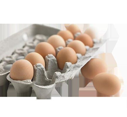 15 Tons Egg Box / Cup - Holder Paper Pulp Moulding Machine
